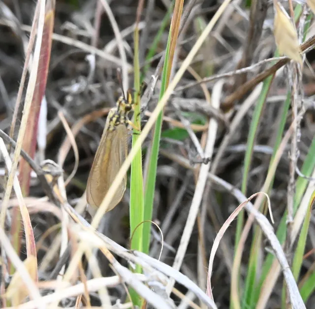 Myrmecaelurus trigrammus - hangyafarkas