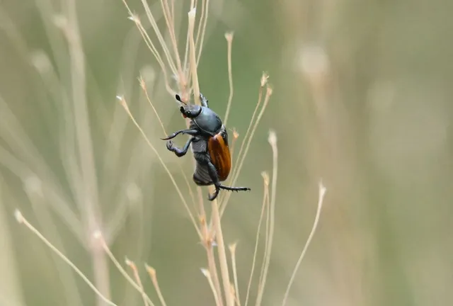 Anisoplia austriaca - osztrák szipoly