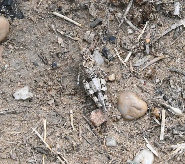 Oedipoda caerulescens - kékszárnyú sáska