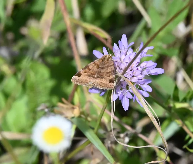 Euclidia glyphica - közönséges nappalibagoly