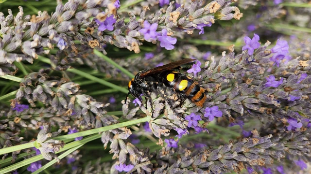 Megascolia maculata - óriás-tőrösdarázs