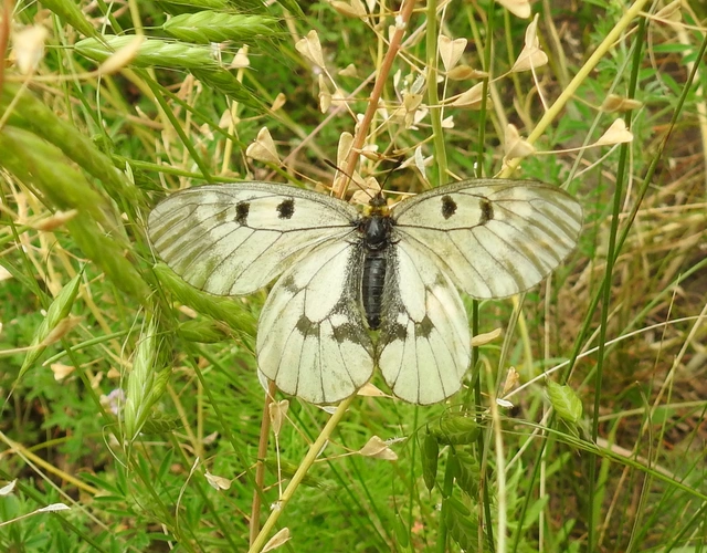 Parnassius mnemosyne - kis apollólepke