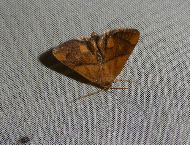 Apoda limacodes - kagylólepke
