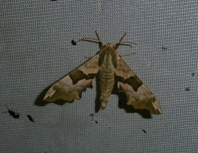 Mimas tiliae - hársfaszender