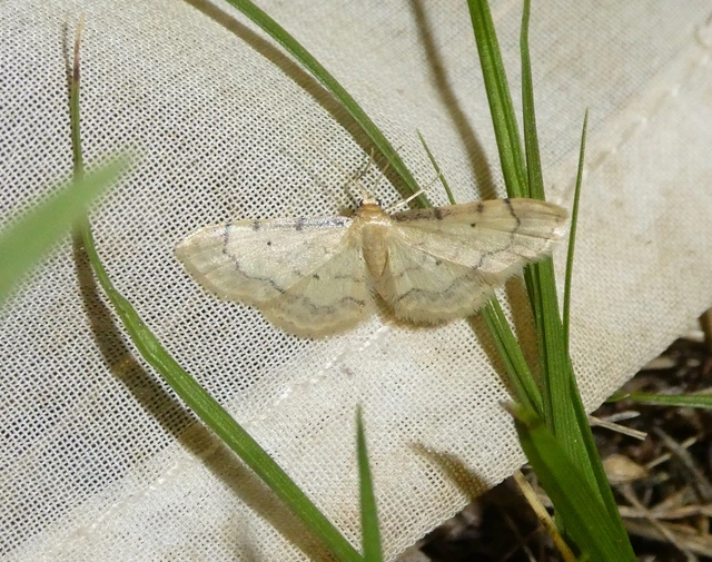 Idaea politaria - vonalas apróaraszoló