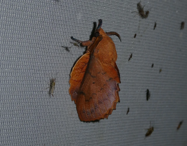 Gastropacha quercifolia - tölgylevélpohók