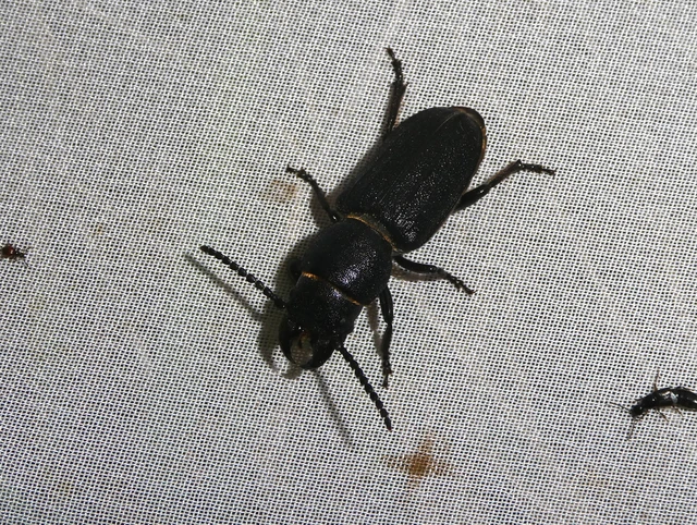 Spondylis buprestoides - erdei félcincér