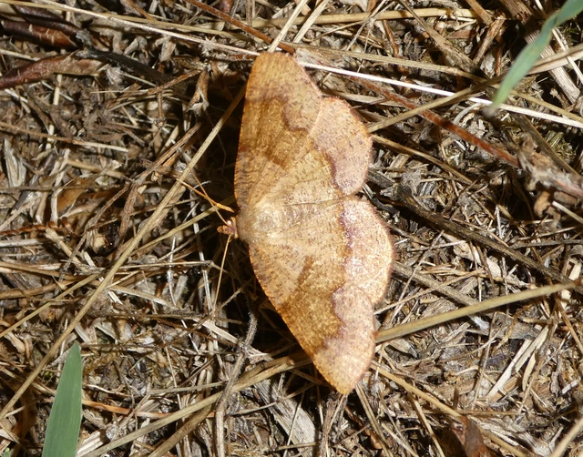 Plagodis pulveraria - szemcsés araszoló