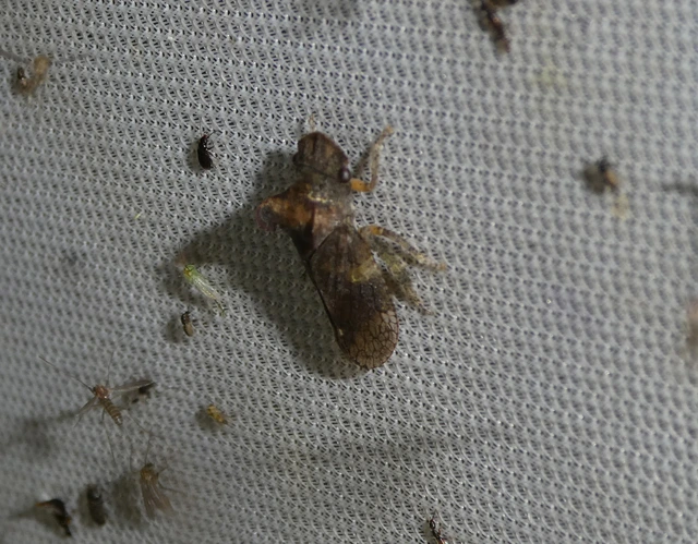 Ledra aurita - füleskabóca