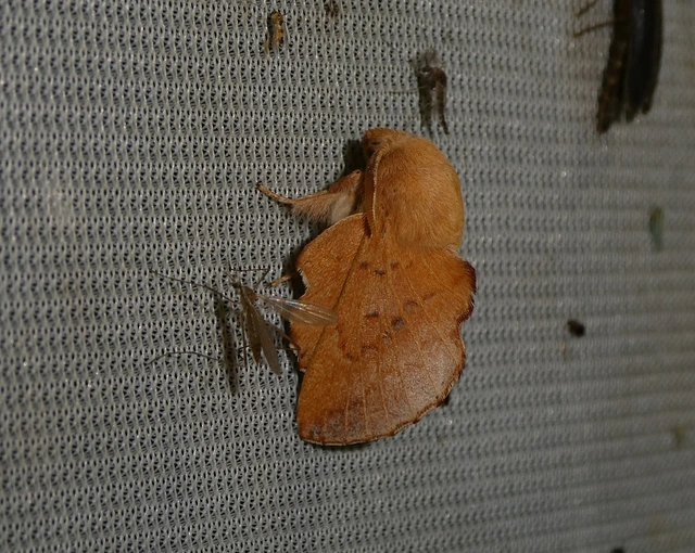 Phyllodesma tremulifolia - nyárlevélpohók