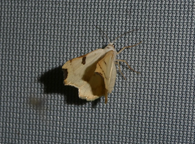 Eilicrinia cordiaria - fehér fűzfaaraszoló