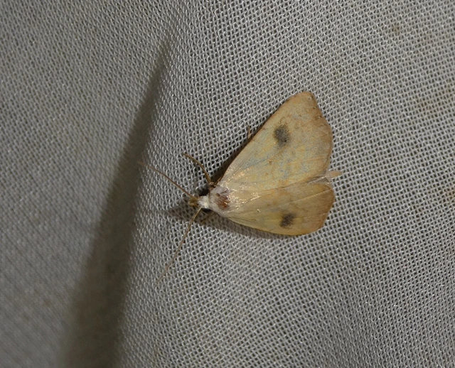 Rivula sericealis - selymes lórombagoly