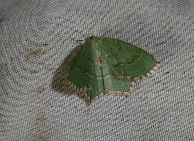 Hemithea aestivaria - nyír-zöldaraszoló