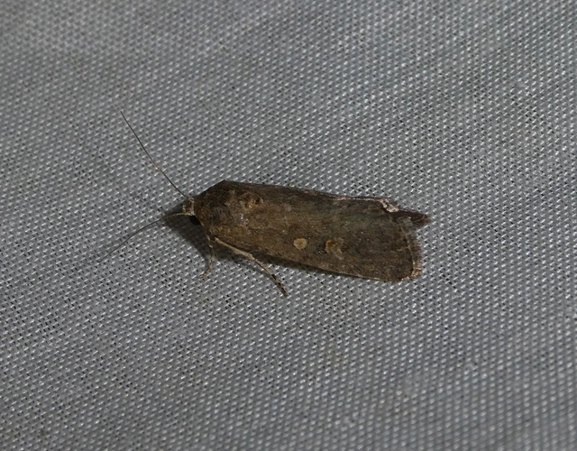 Spodoptera exigua - apró jegyesbagoly