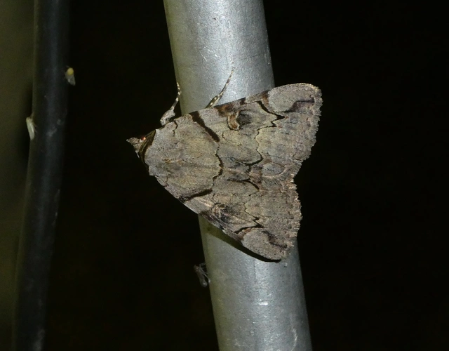 Catocala hymenaea - kökény-övesbagoly