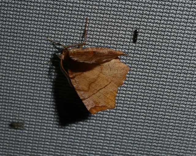 Selenia dentaria - kétfoltos holdasaraszoló