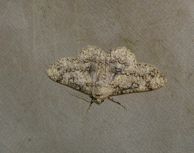Ascotis selenaria - holdas faaraszoló