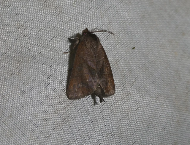 Clostera anastomosis - barna levélszövő