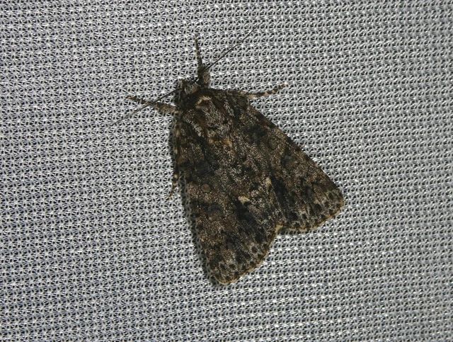 Acronicta rumicis - sóska-szigonyosbagoly
