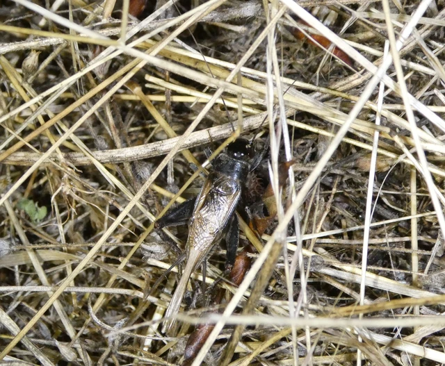 Eumodicogryllus bordigalensis - bordói tücsök