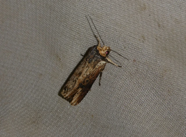 Axylia putris - vonalkás földibagoly