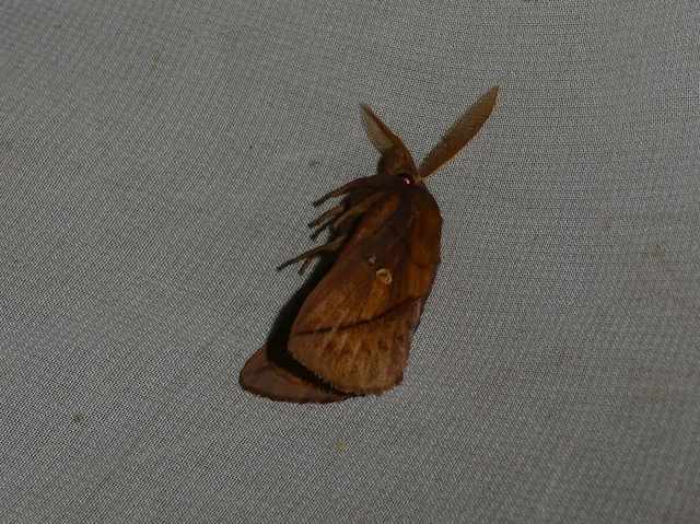 Euthrix potatoria - szomjas pohók