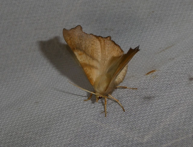 Ennomos fuscantaria - kőris-levélaraszoló
