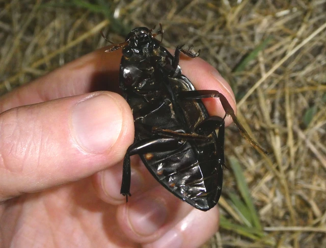 Hydrophilus piceus - közönséges óriáscsibor