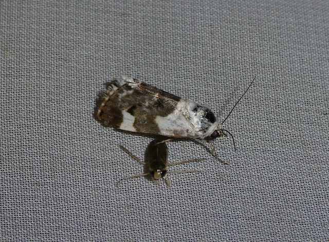 Acontia lucida - fehér nappalibagoly
