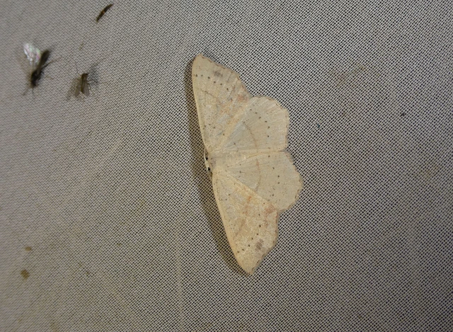Cyclophora punctaria - sávos pettyesaraszoló