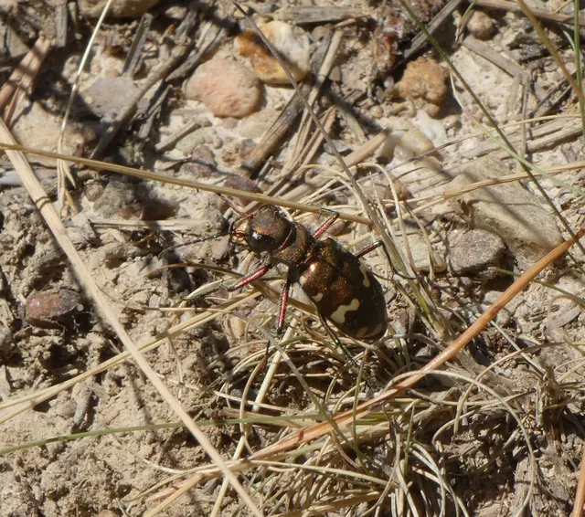 Cicindela sylvicola - erdei homokfutrinka