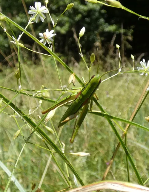 Euthystira brachyptera - smaragdzöld sáska
