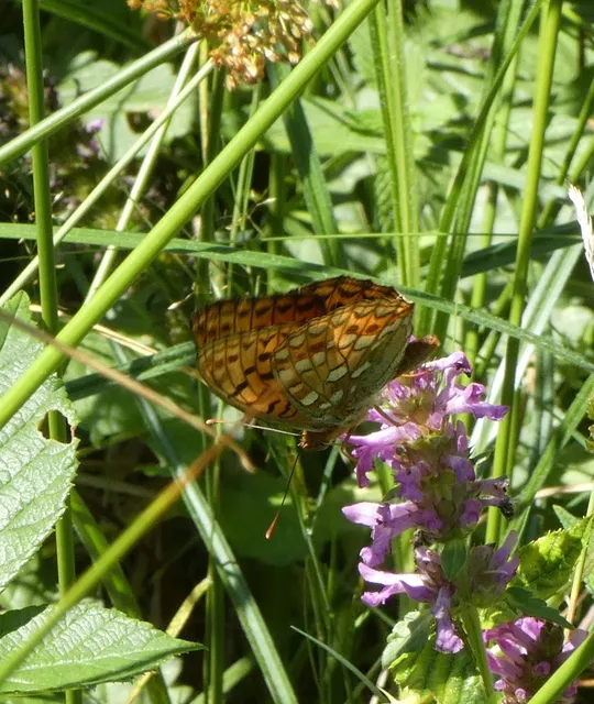 Argynnis adippe - ezüstös gyöngyházlepke
