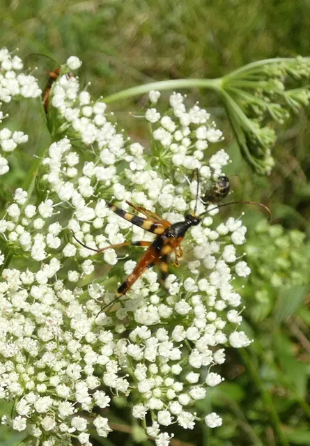 Strangalia attenuata - nyurgacincér