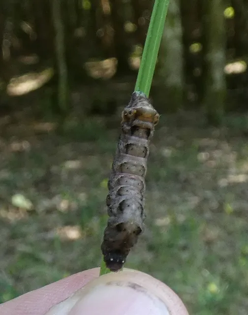 Axylia putris - vonalkás földibagoly