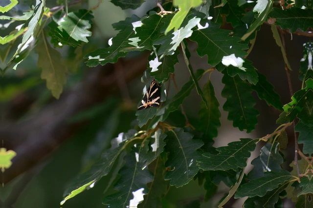 Euplagia quadripunctaria - csíkos medvelepke