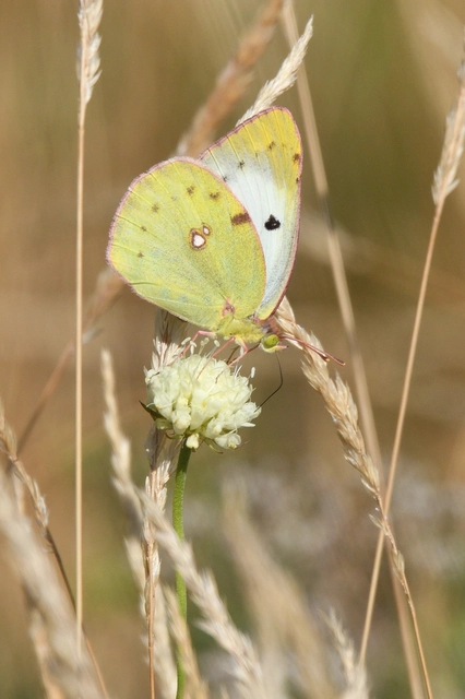Colias alfacariensis - déli kéneslepke