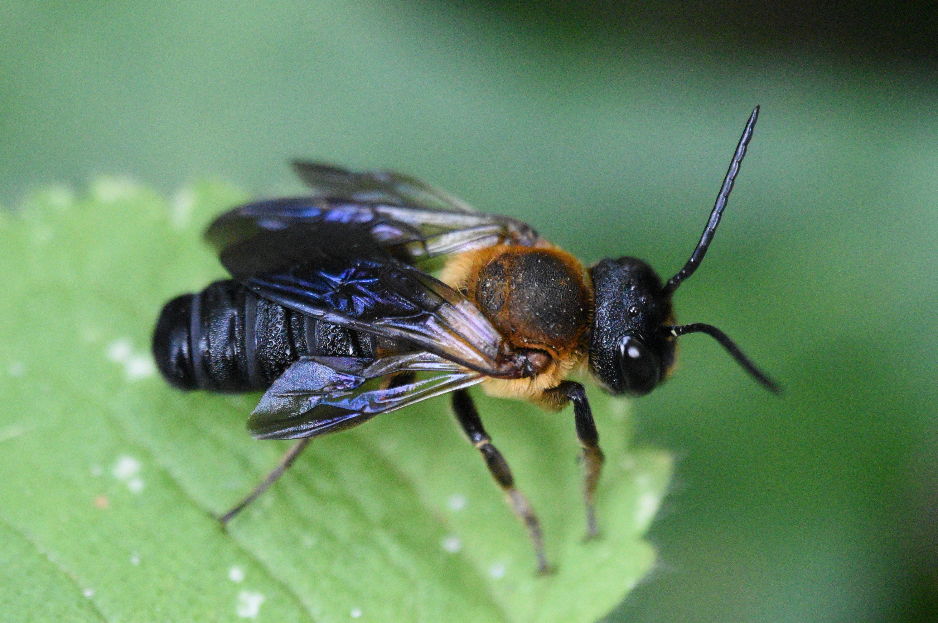 Megachile sculpturalis - óriás művészméh