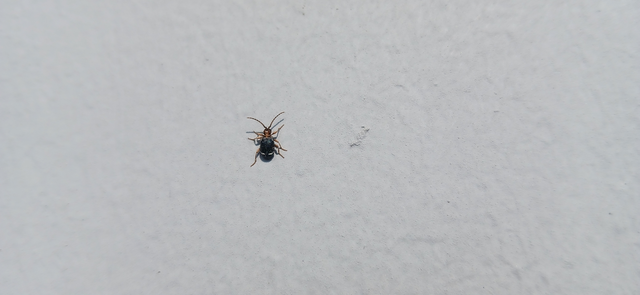 Ptinus variegatus
