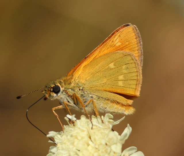 Ochlodes sylvanus - erdei busalepke