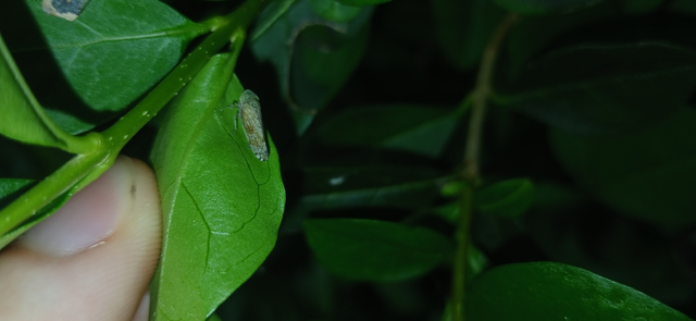 Fieberiella