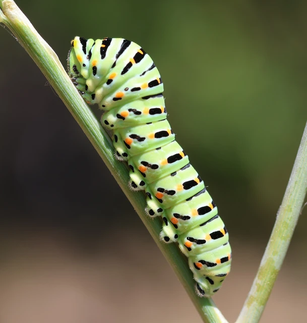 Papilio machaon - fecskefarkú lepke
