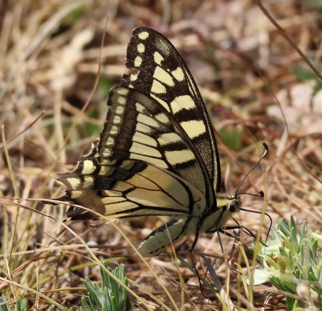 Papilio machaon - fecskefarkú lepke
