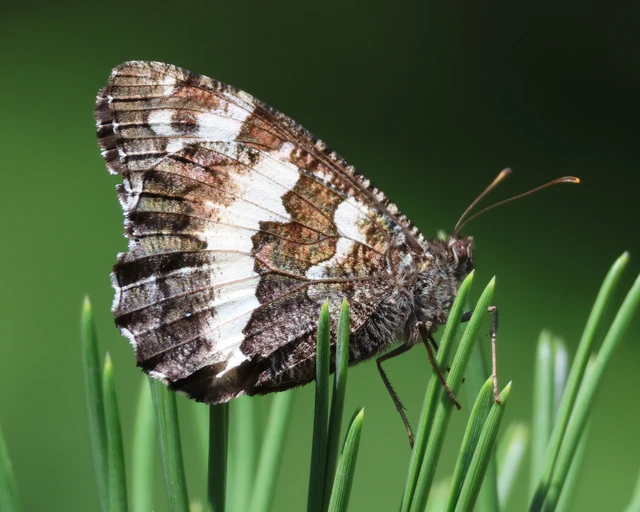 Brintesia circe - fehéröves szemeslepke