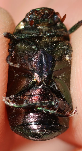 Anomala