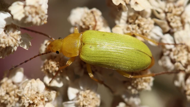 Cteniopus sulphureus - közönséges kénbogár Cteniopus sulphureus - közönséges kénbogár