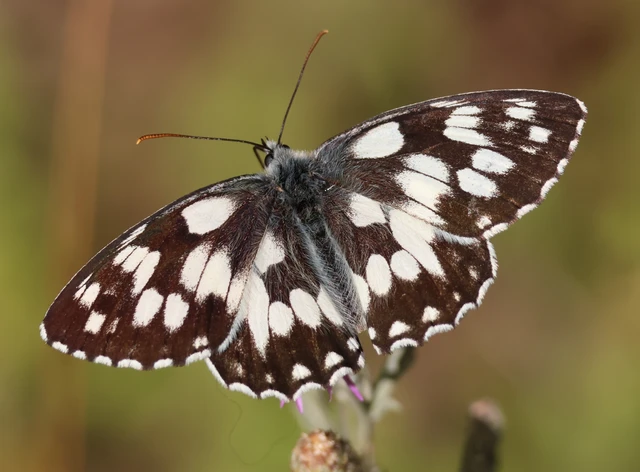 Melanargia galathea - sakktáblalepke