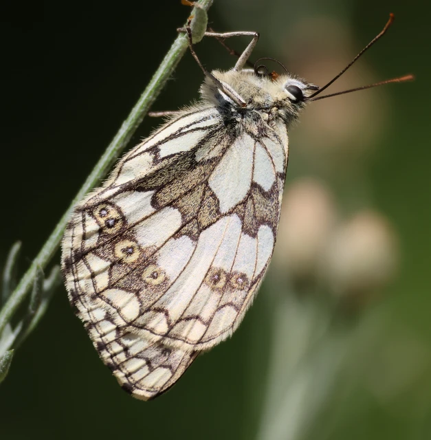 Melanargia galathea - sakktáblalepke