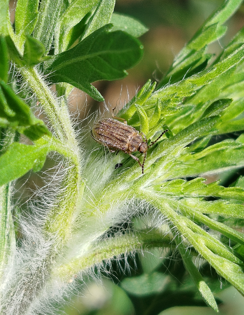 Ophraella communa - parlagfű-olajosbogár
