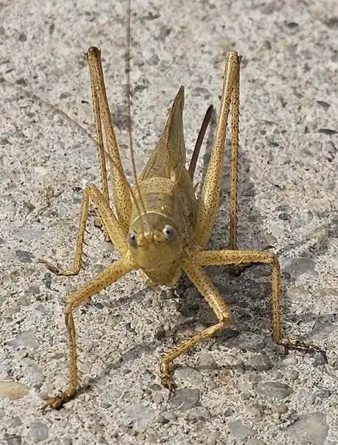 Tettigonia caudata - farkos lombszöcske